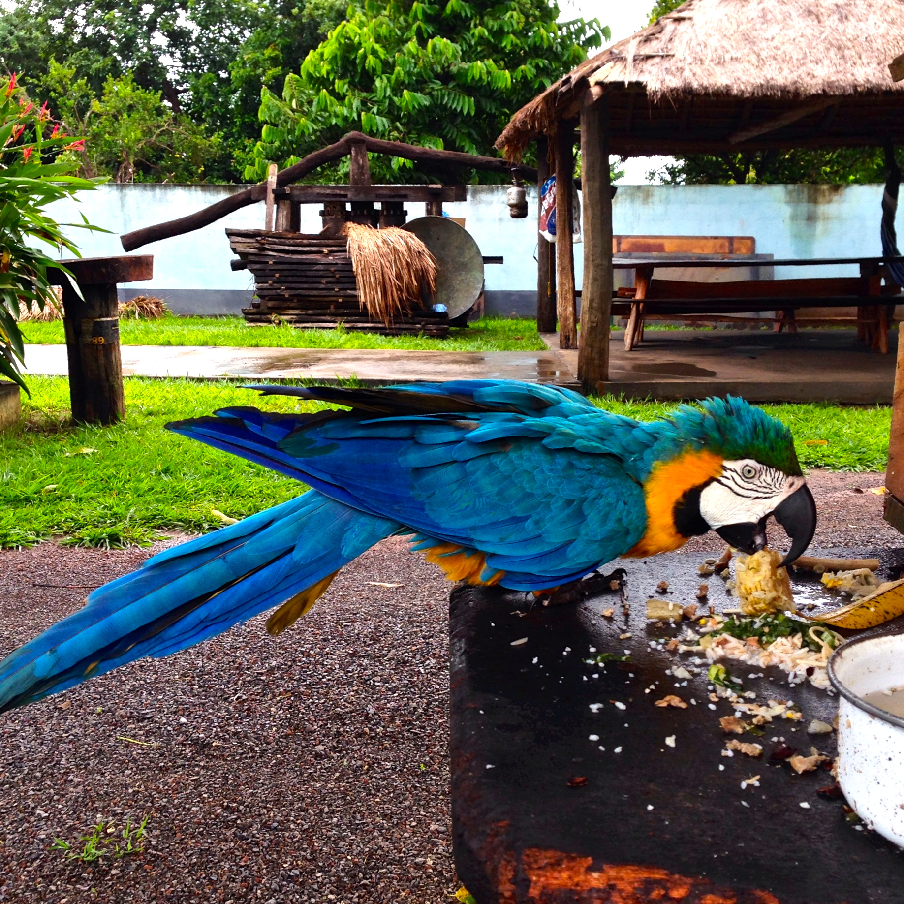 Arara na Pousada Bom Jardim