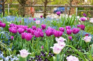 tulipas em Giverny