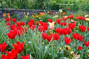 tulipas em giverny