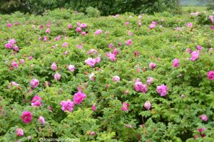 flores na Normandia