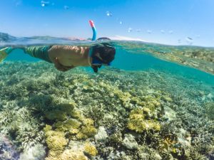 Corais em Lady Musgrave island