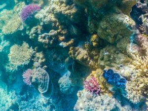 corais em Lady Musgrave island