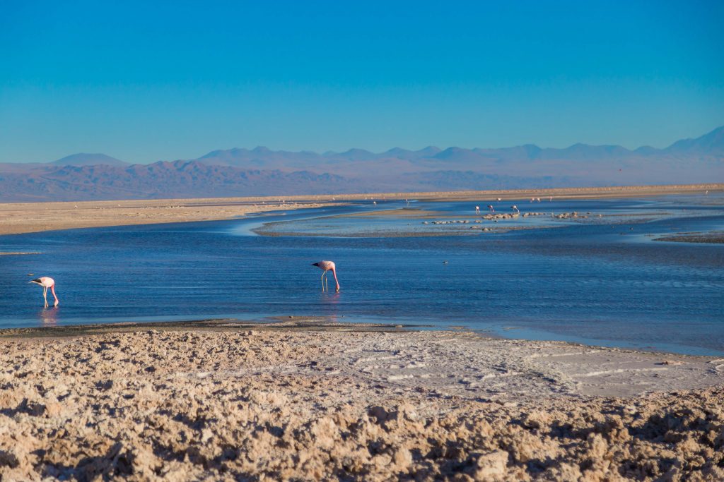 salar-do-atacama-flamingos