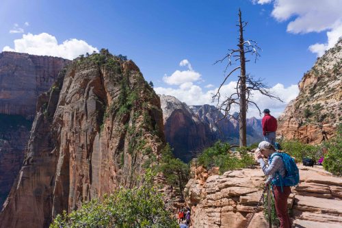 A árvore seca de Angel's Landing