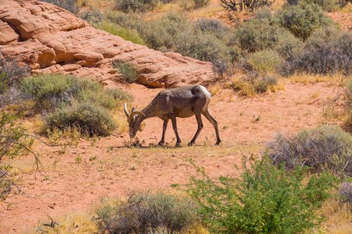 Veado no ValleyOfFire nos Estados Unidos