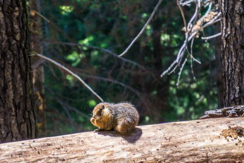 Pika na California