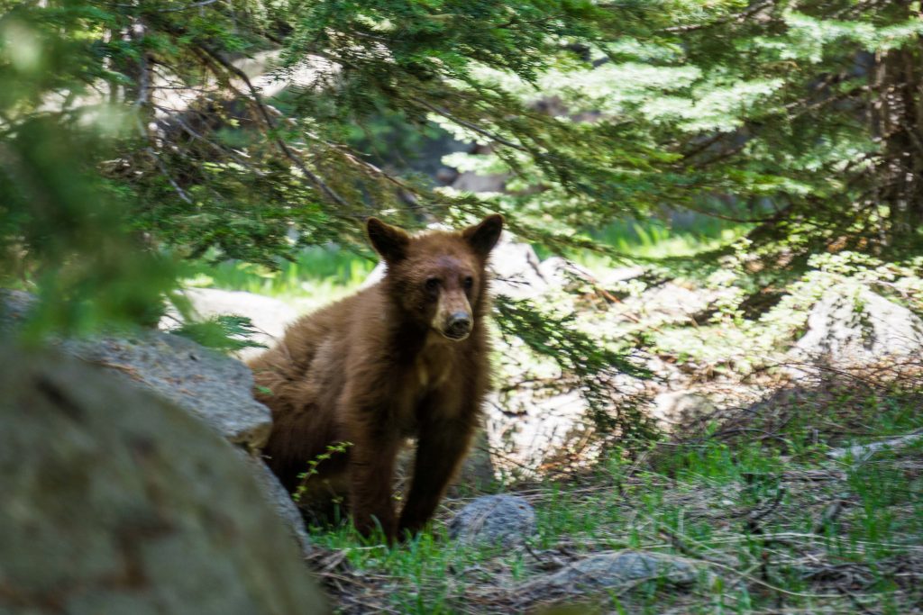 Black bear: urso na california