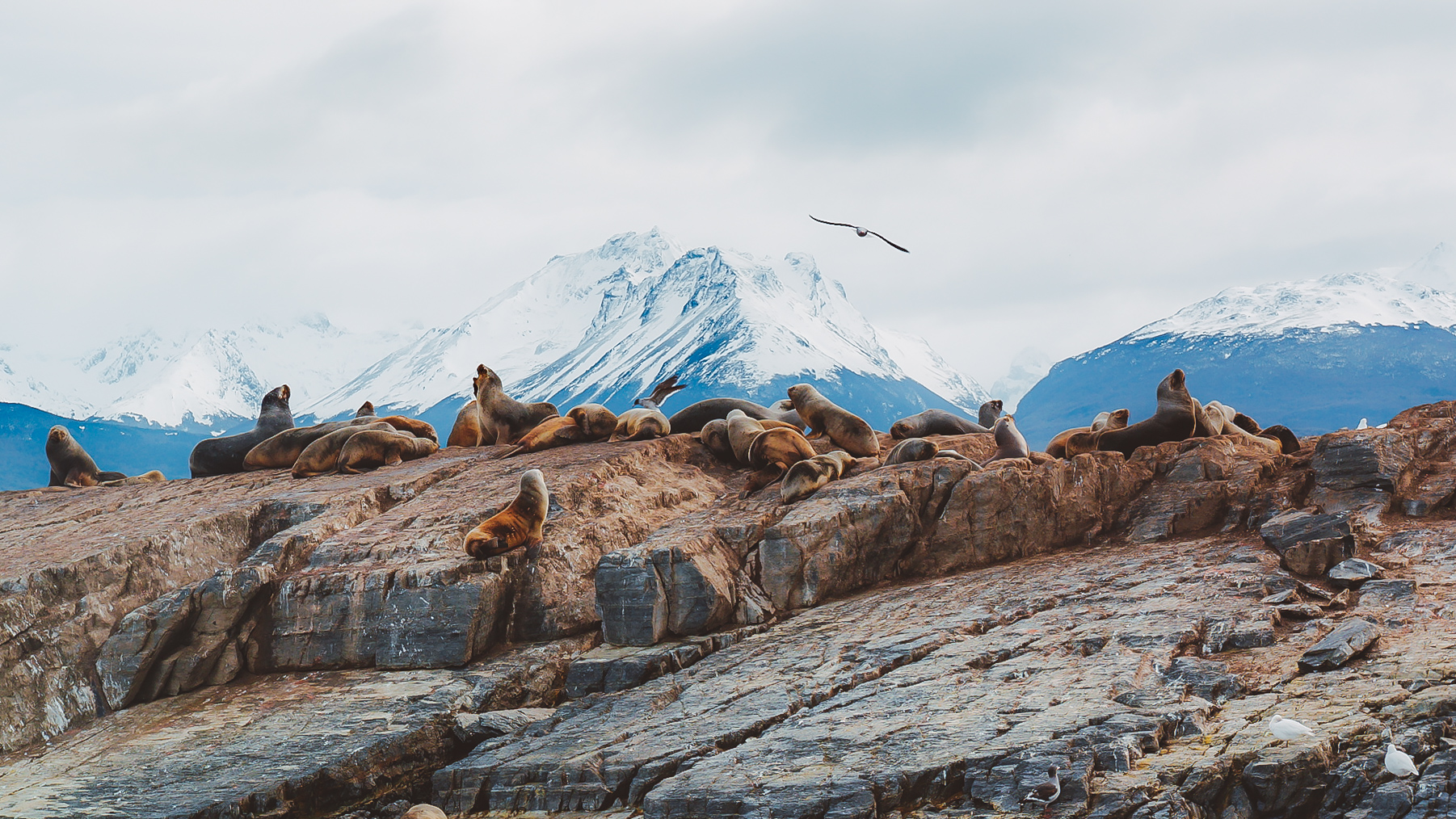 canado beagle em Ushuaia