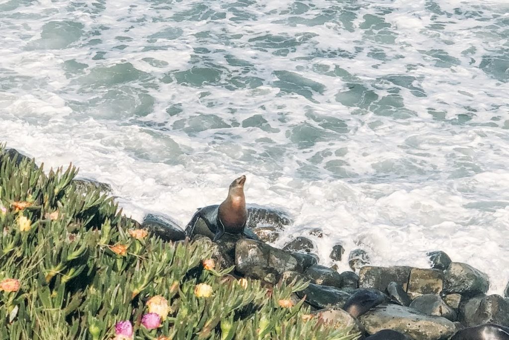 focas em La Jolla