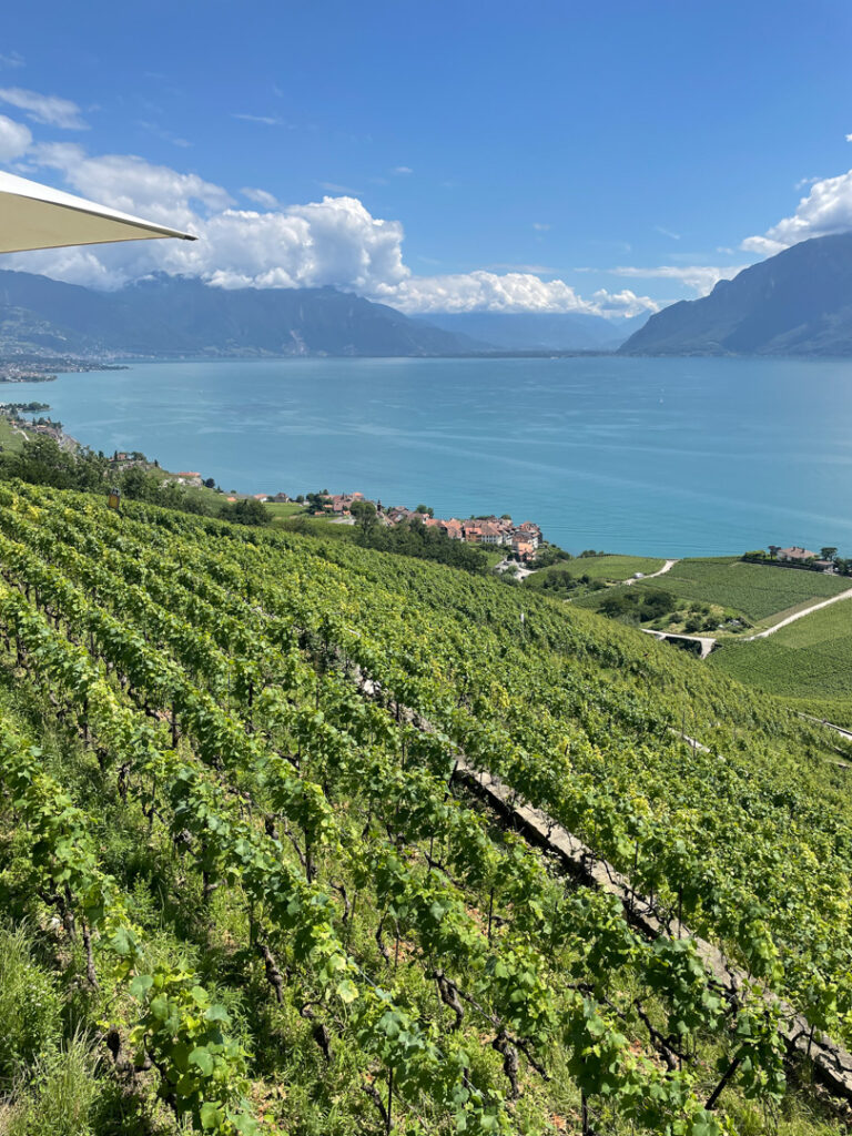 lavaux em julho durante o verão na Suíça